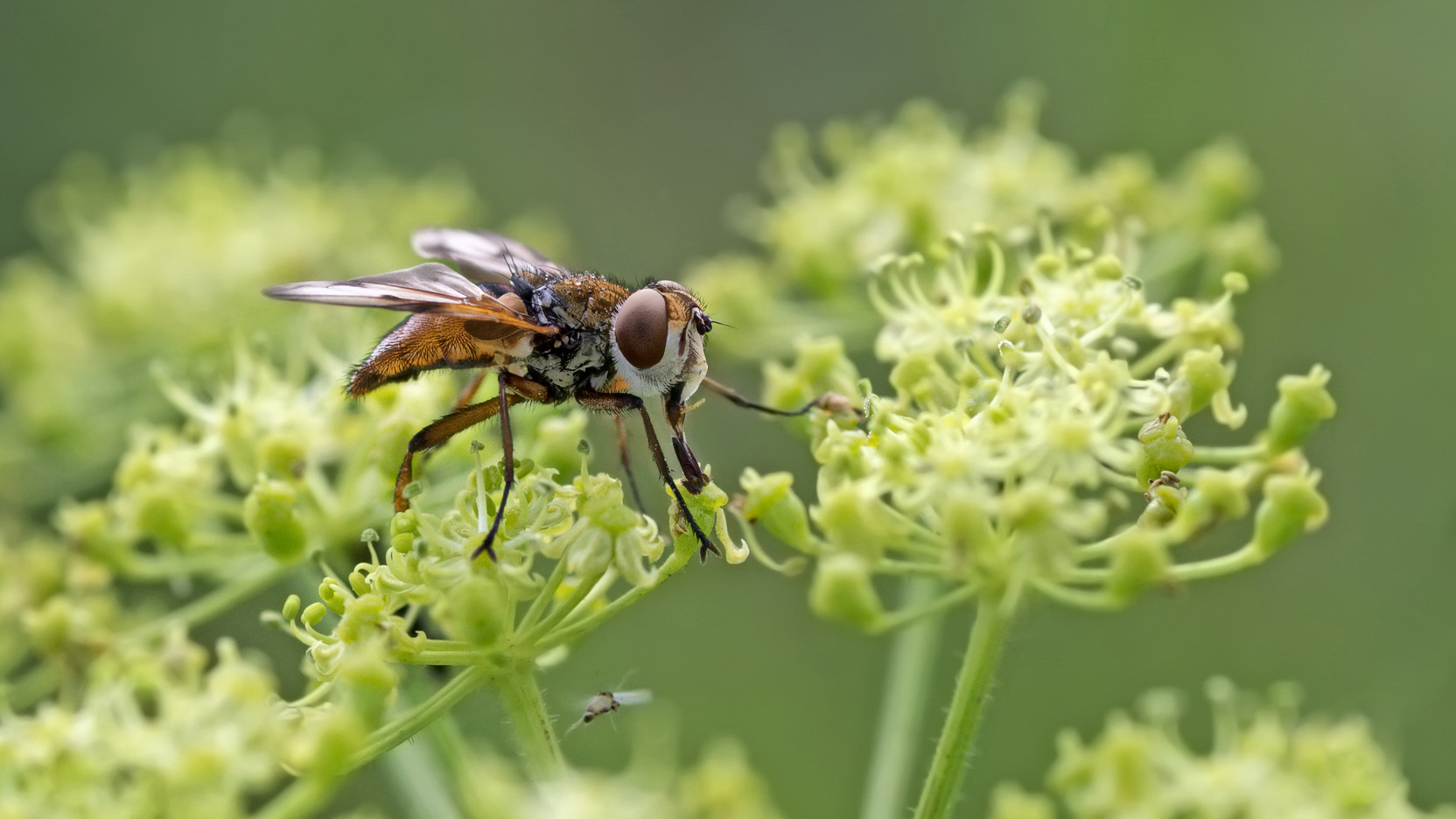 photo "***" tags: macro and close-up, 