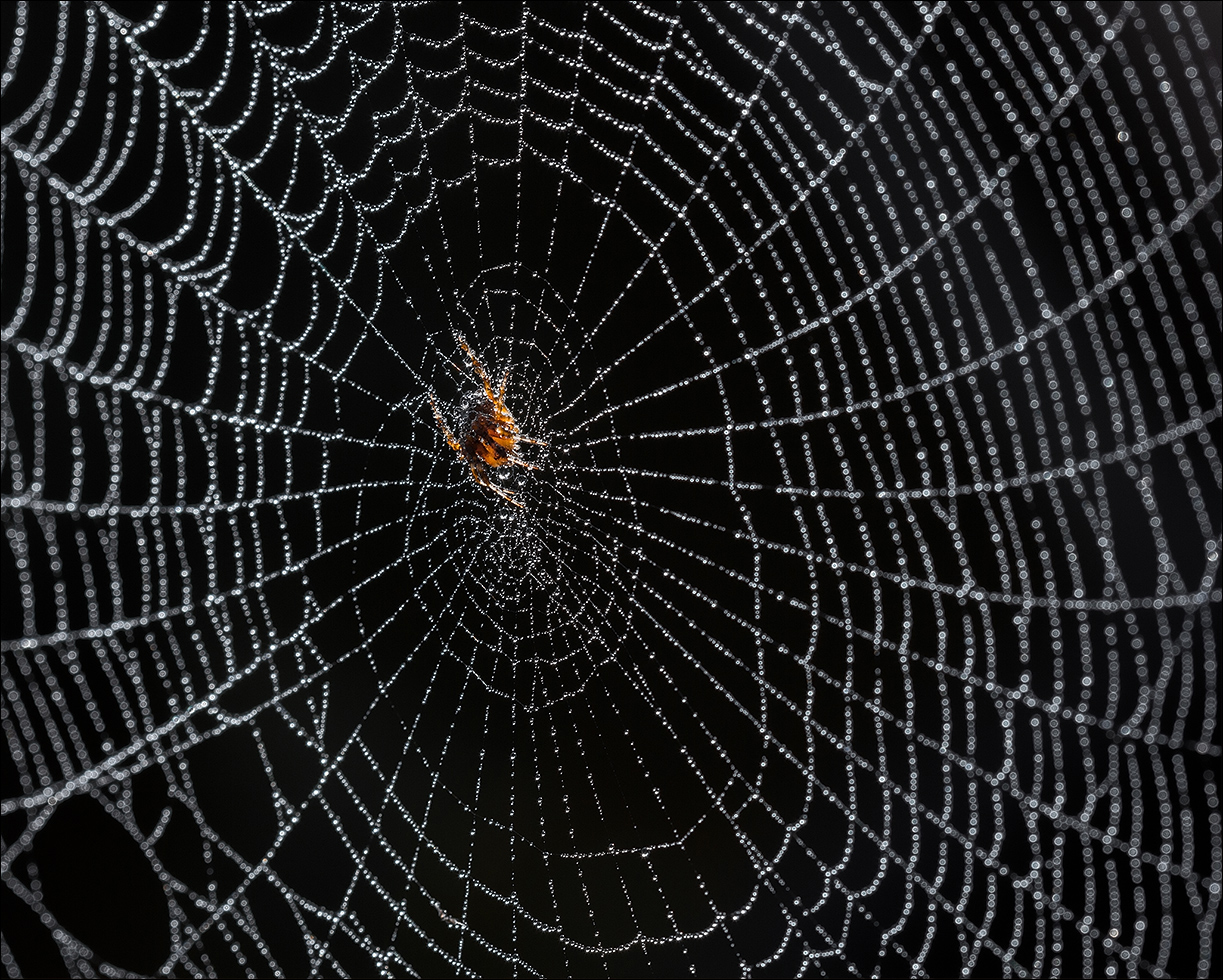 photo "***" tags: macro and close-up, 