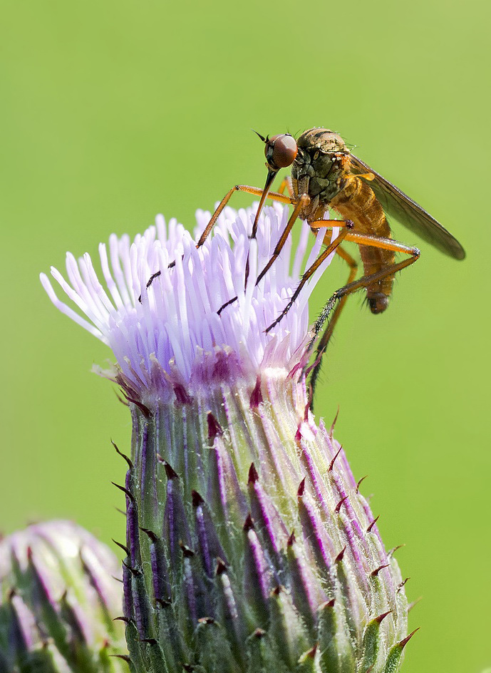 photo "***" tags: macro and close-up, 