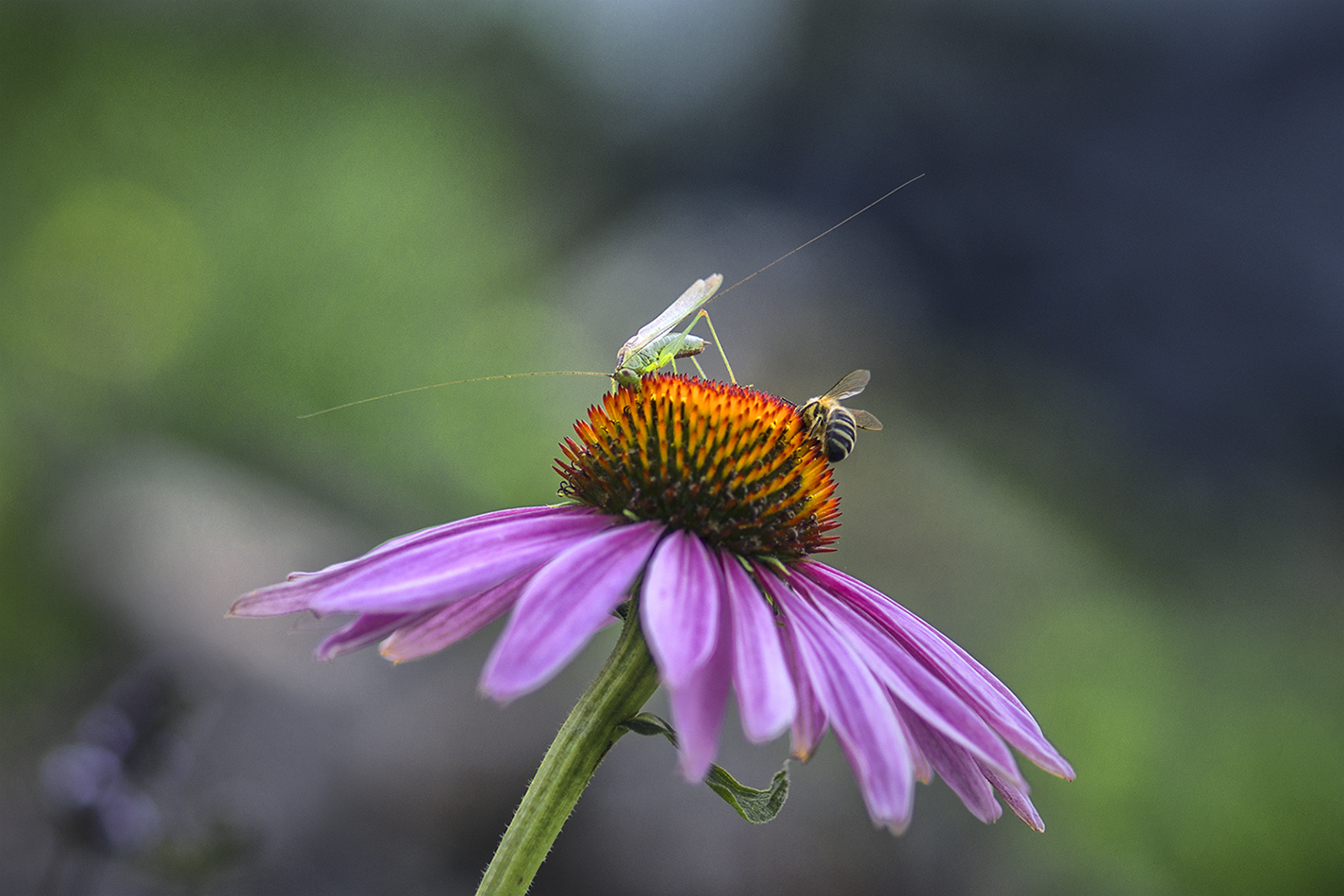 photo "***" tags: macro and close-up, nature, 