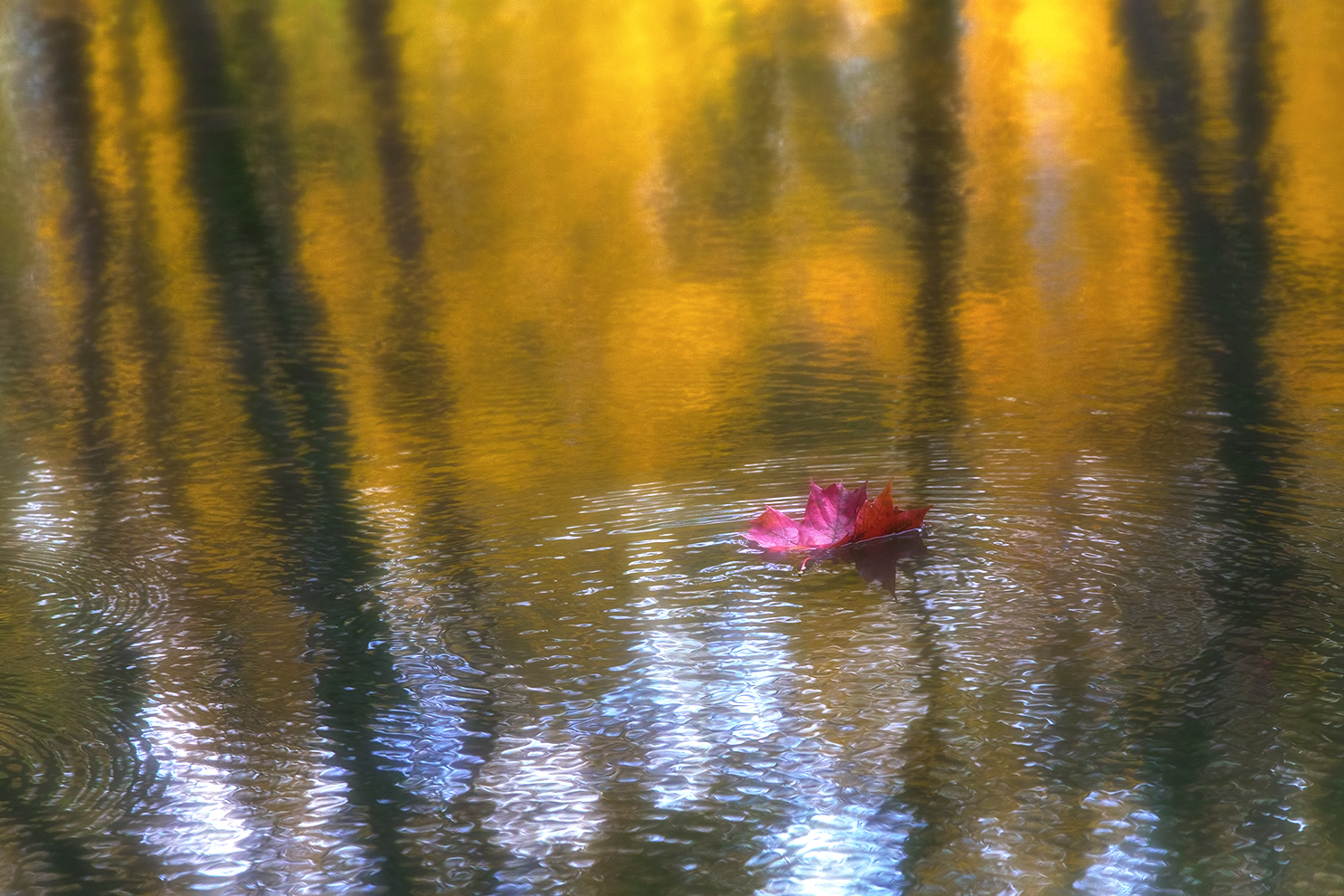 photo "***" tags: landscape, nature, macro and close-up, 