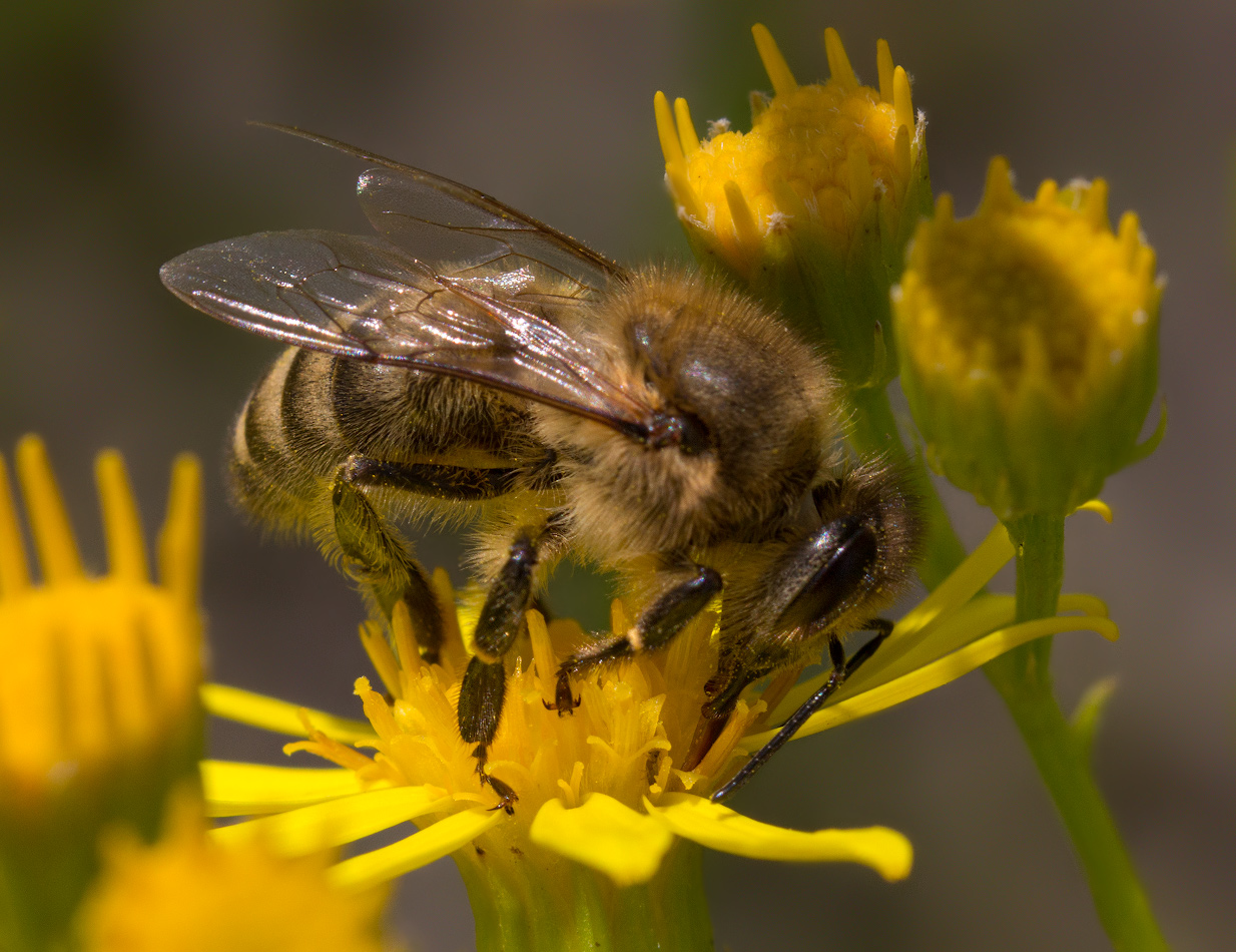 photo "***" tags: macro and close-up, 