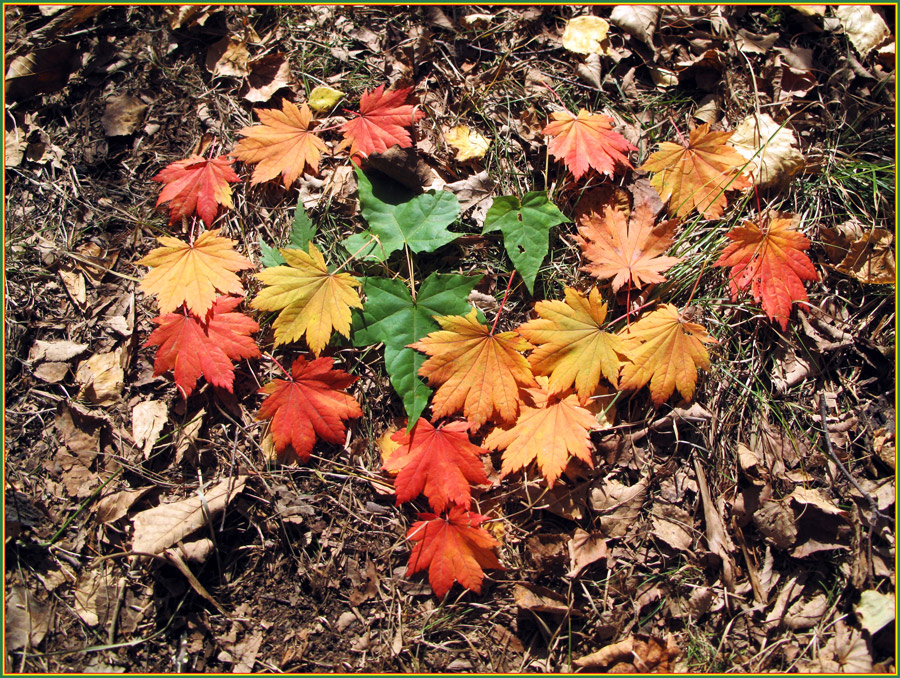 photo "***" tags: nature, still life, autumn