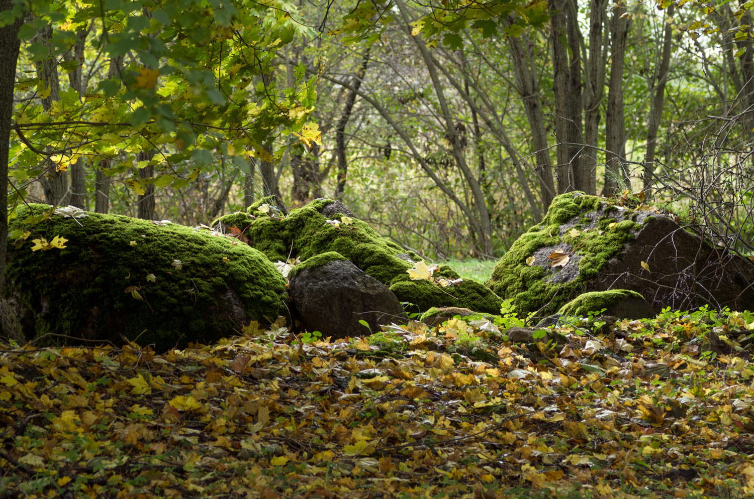 photo "***" tags: landscape, nature, 