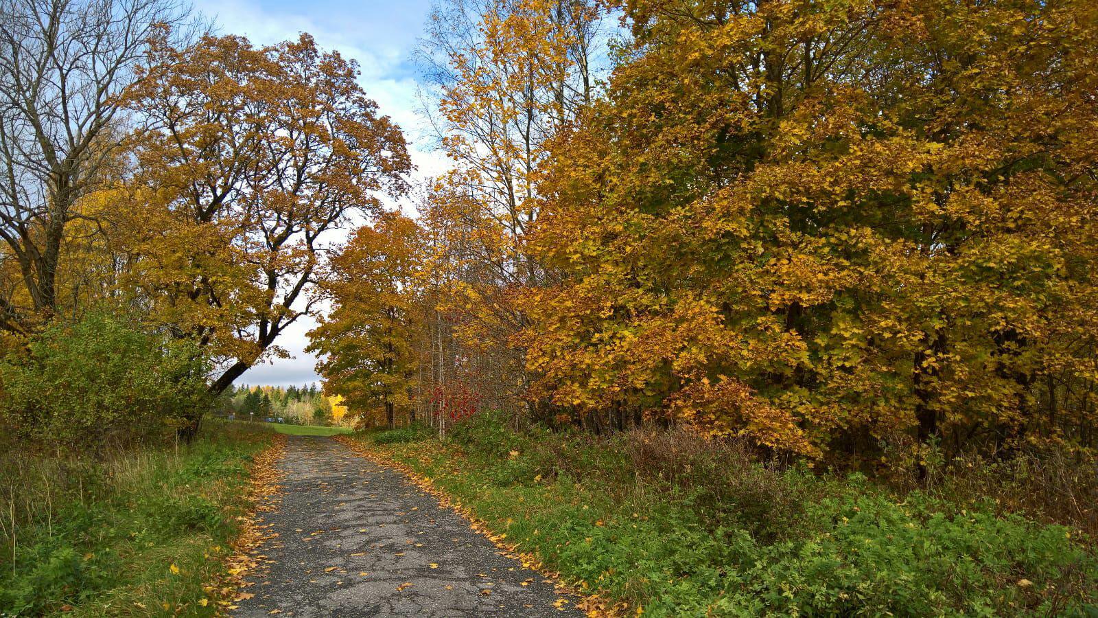 фото "Road to Forgotten Autumn" метки: природа, 