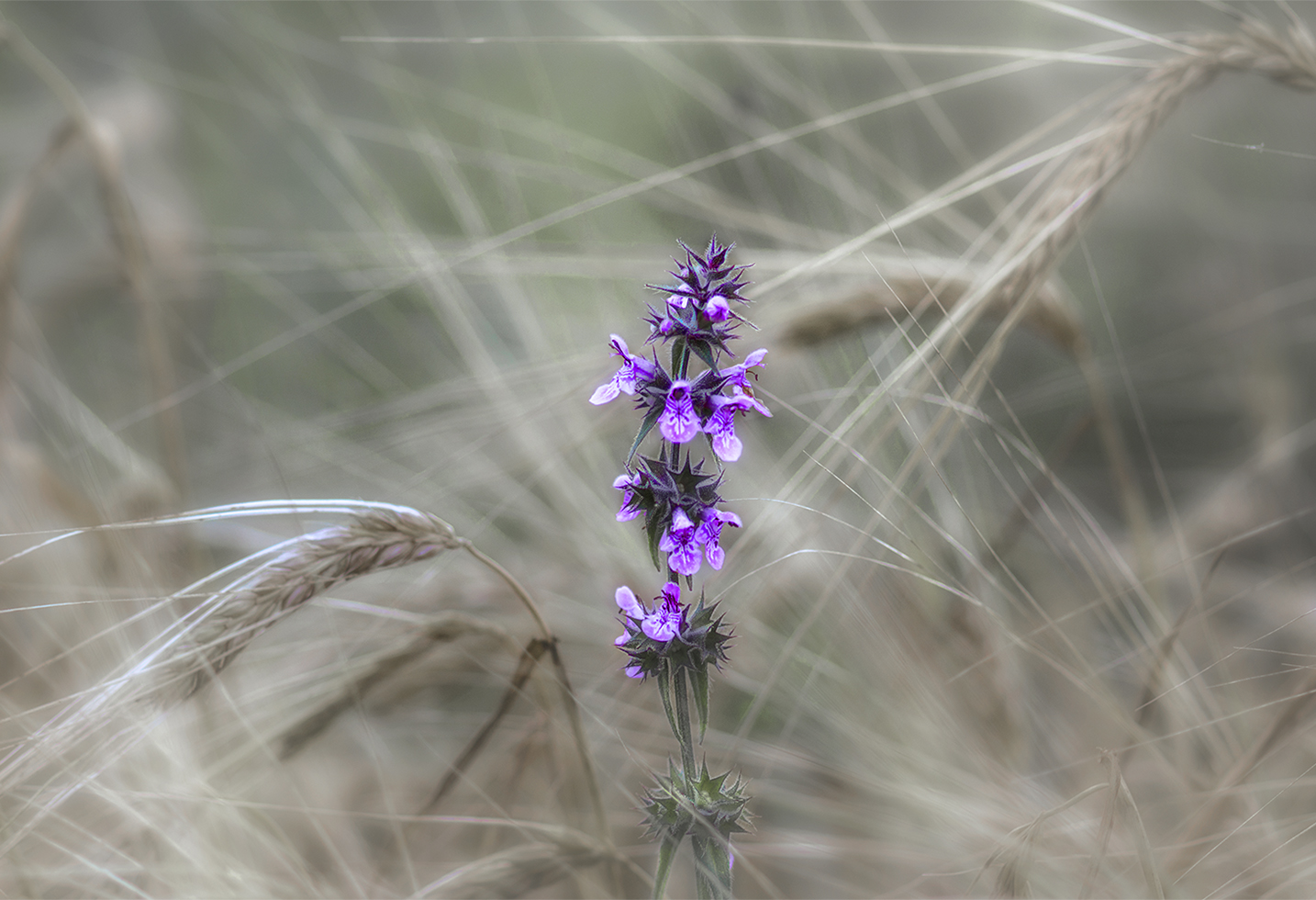 фото "сорнячок" метки: природа, макро и крупный план, лето, ржаное поле