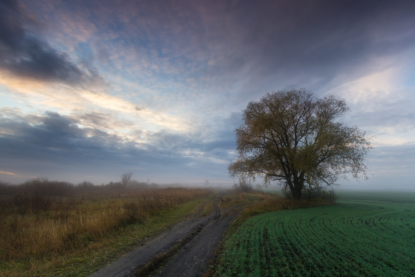 photo "***" tags: landscape, autumn, field, fog, road, sunrise, tree, тишина