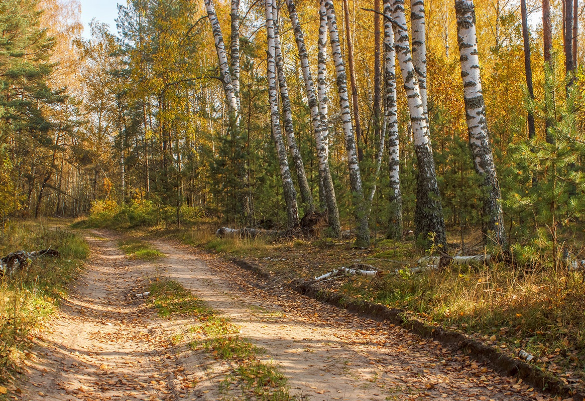фото "В осеннем лесу" метки: пейзаж, 