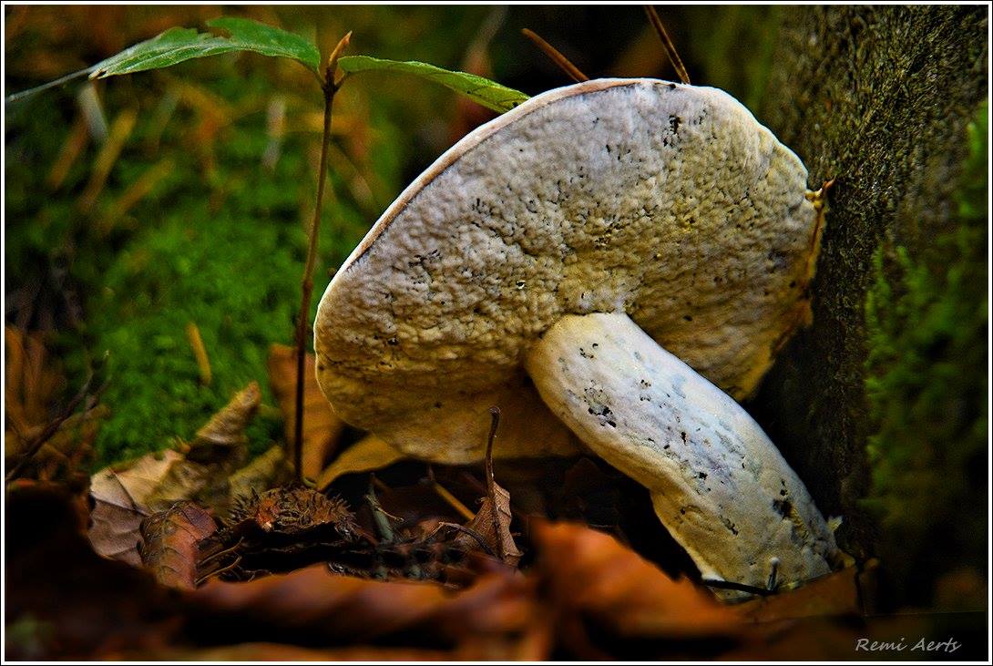 фото "***" метки: природа, макро и крупный план, 