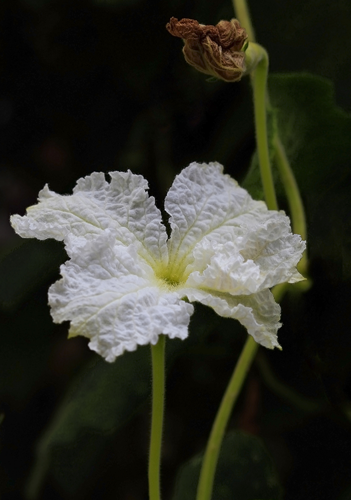 photo "***" tags: macro and close-up, flowers