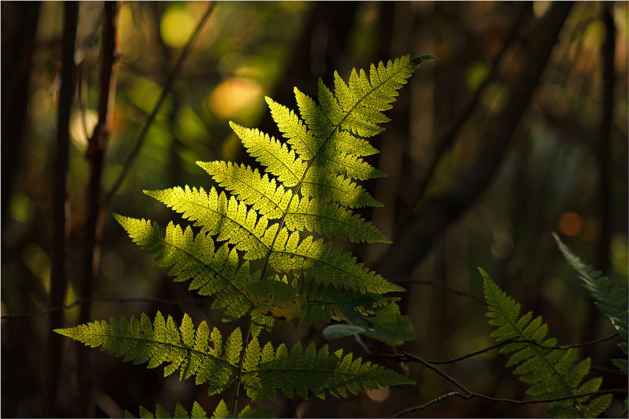 photo "***" tags: travel, nature, misc., autumn, forest, grass, деревья