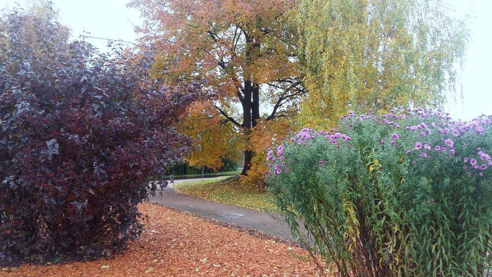 photo "***" tags: nature, landscape, autumn, flowers, деревья, дорожки, кусты