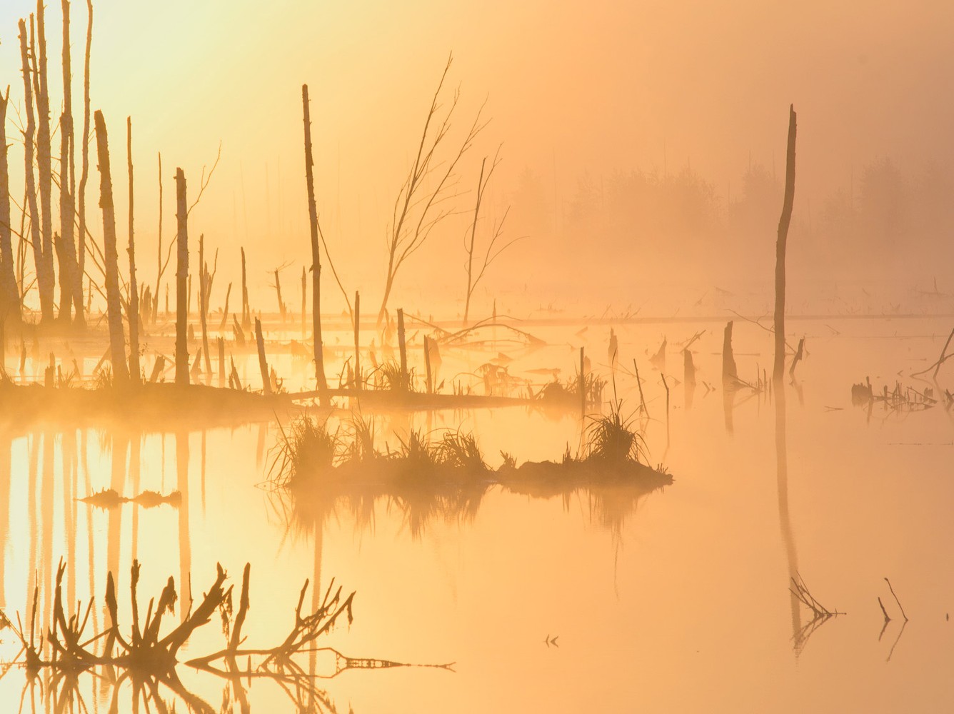 photo "Frosty dawn" tags: landscape, nature, travel, Russia, autumn, fog, lake, morning, sunrise, water, деревья, золотой час, отражение