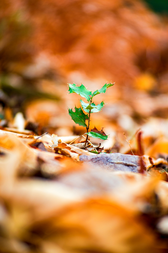 photo "THE SMALL HOLM OAK" tags: nature, 