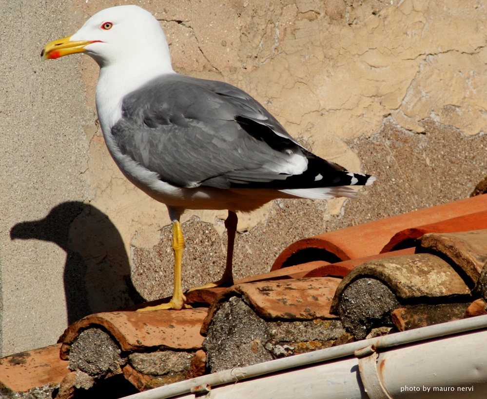 photo "seagull" tags: , 