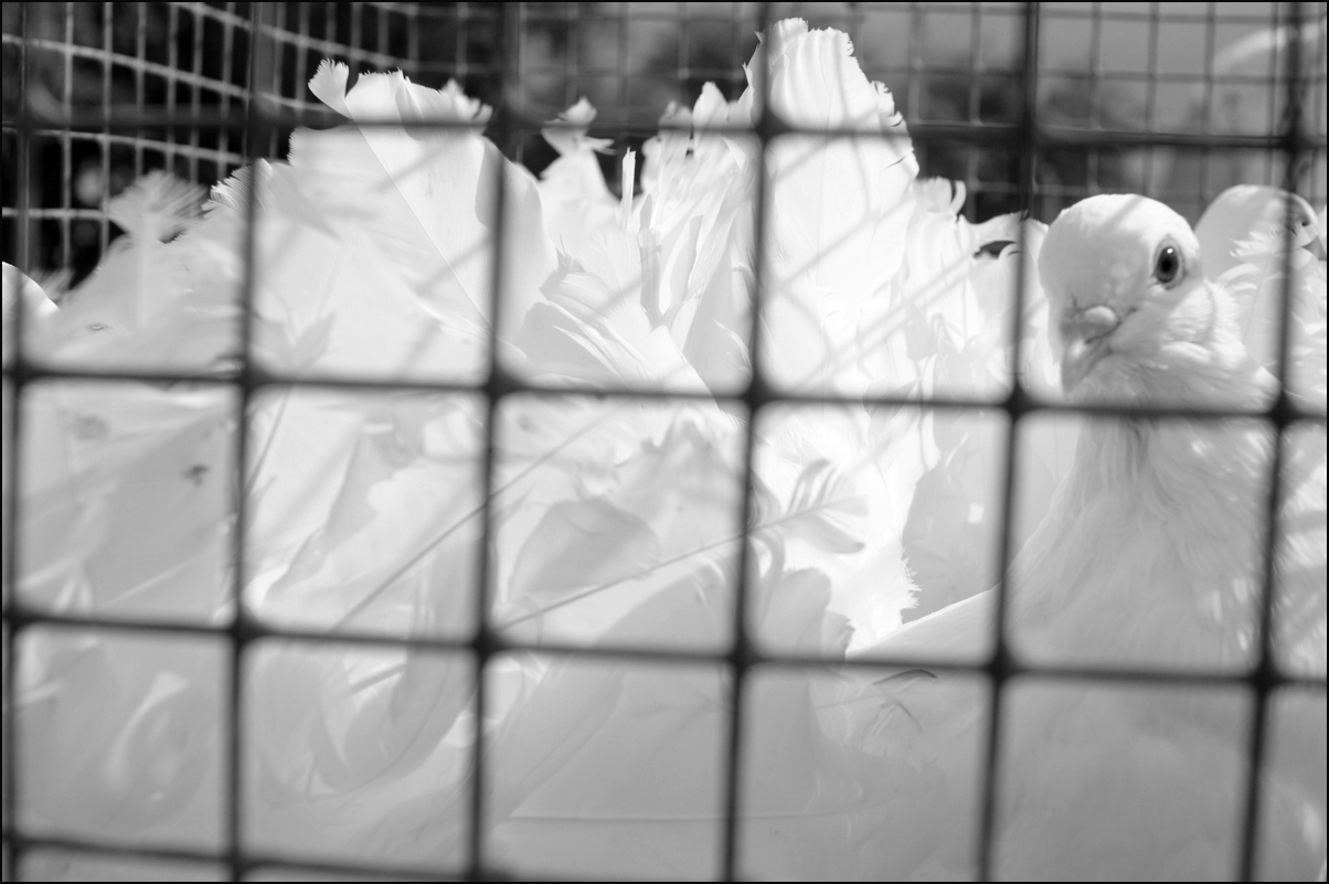 photo "exhibition of pigeons" tags: fragment, black&white, 