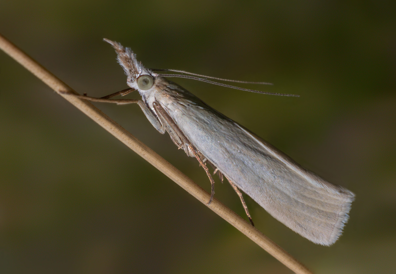 photo "***" tags: macro and close-up, 