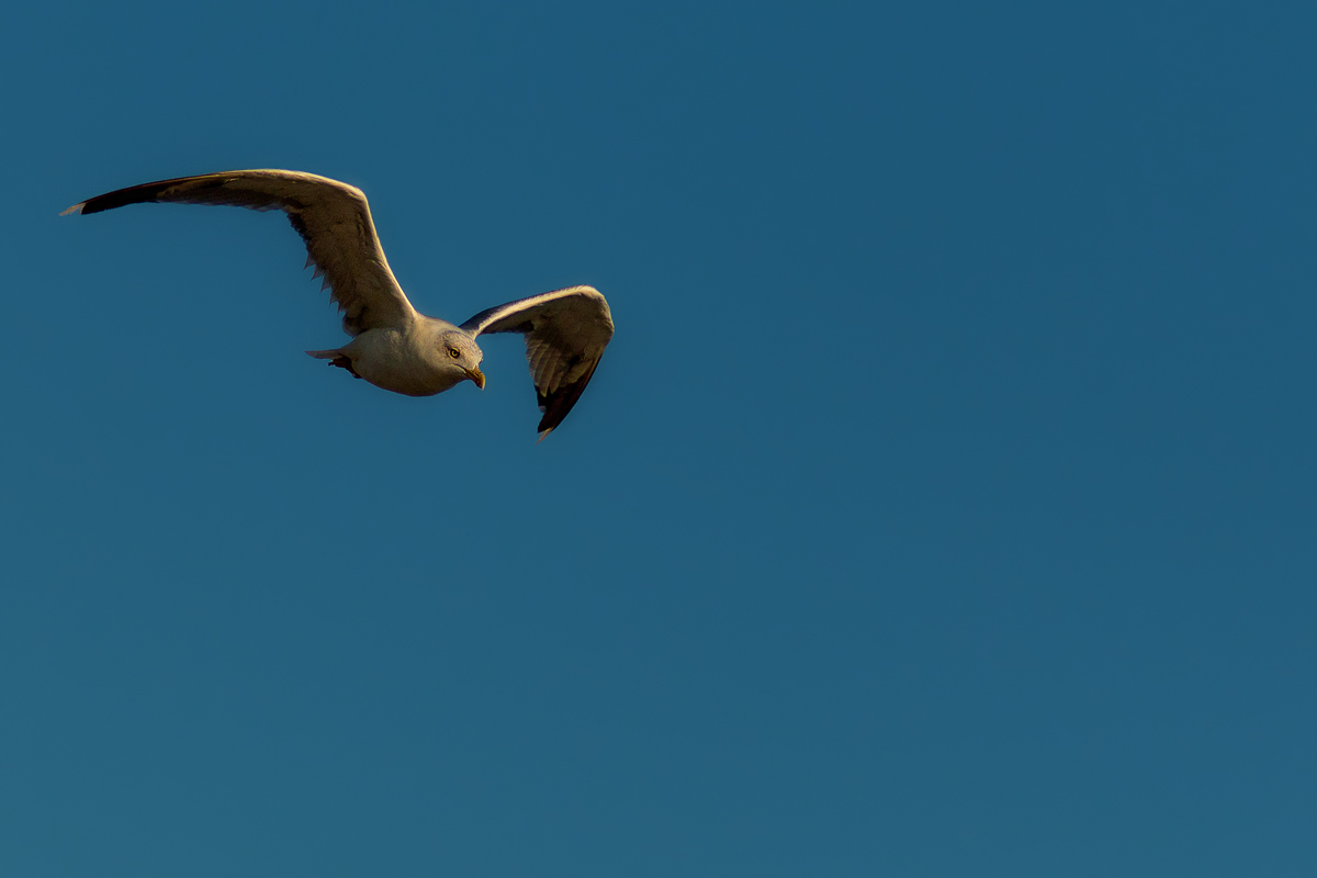 photo "***" tags: humor, 