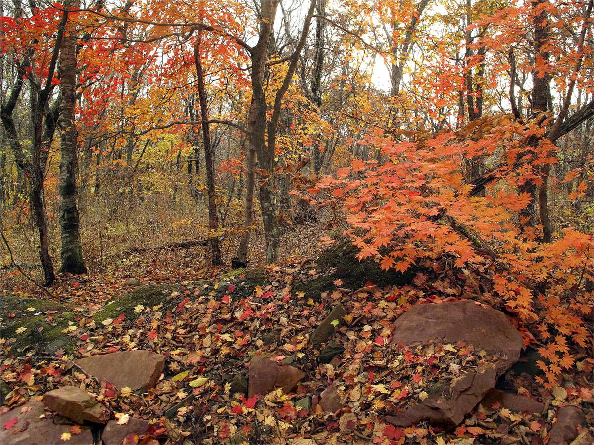 photo "***" tags: nature, landscape, autumn