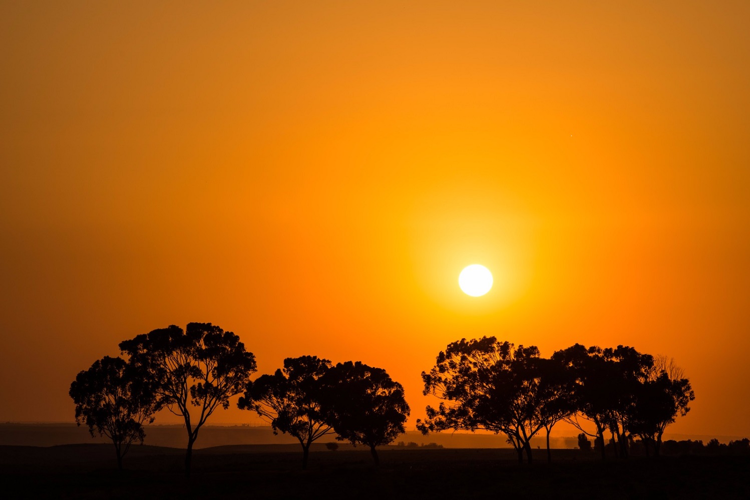 photo "Sunset near Beer-Sheva" tags: landscape, nature, desert, horizon, land, orange, scene, sky, summer, sun, sunset, trees, yellow