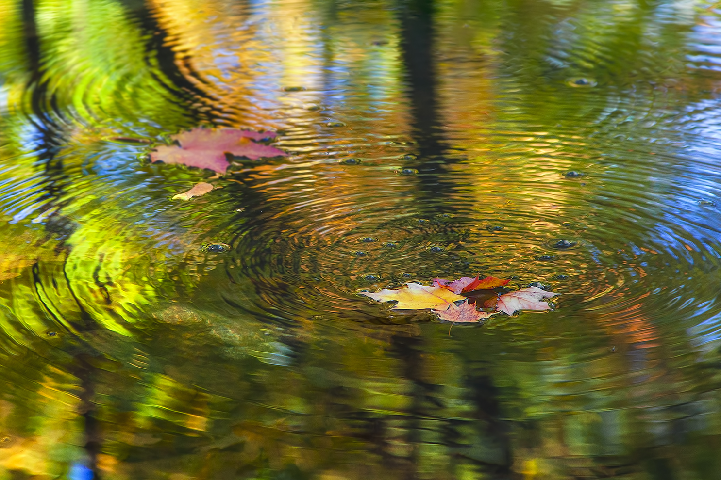 фото "Водоворот осени..." метки: природа, макро и крупный план, 