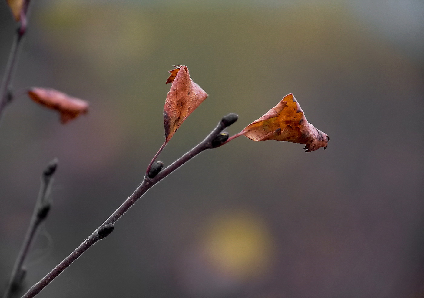 photo "***" tags: nature, 