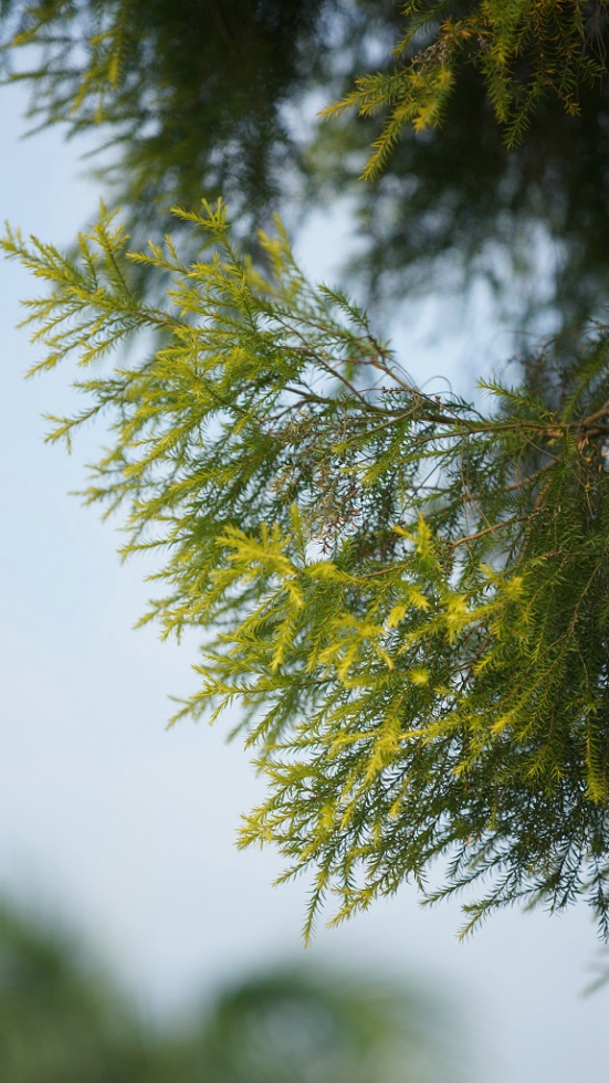 фото "虽没山穷水尽 脚下路有时如履薄冰" метки: путешествия, природа, натюрморт, forest, sun, Азия, облака, осень, цветы