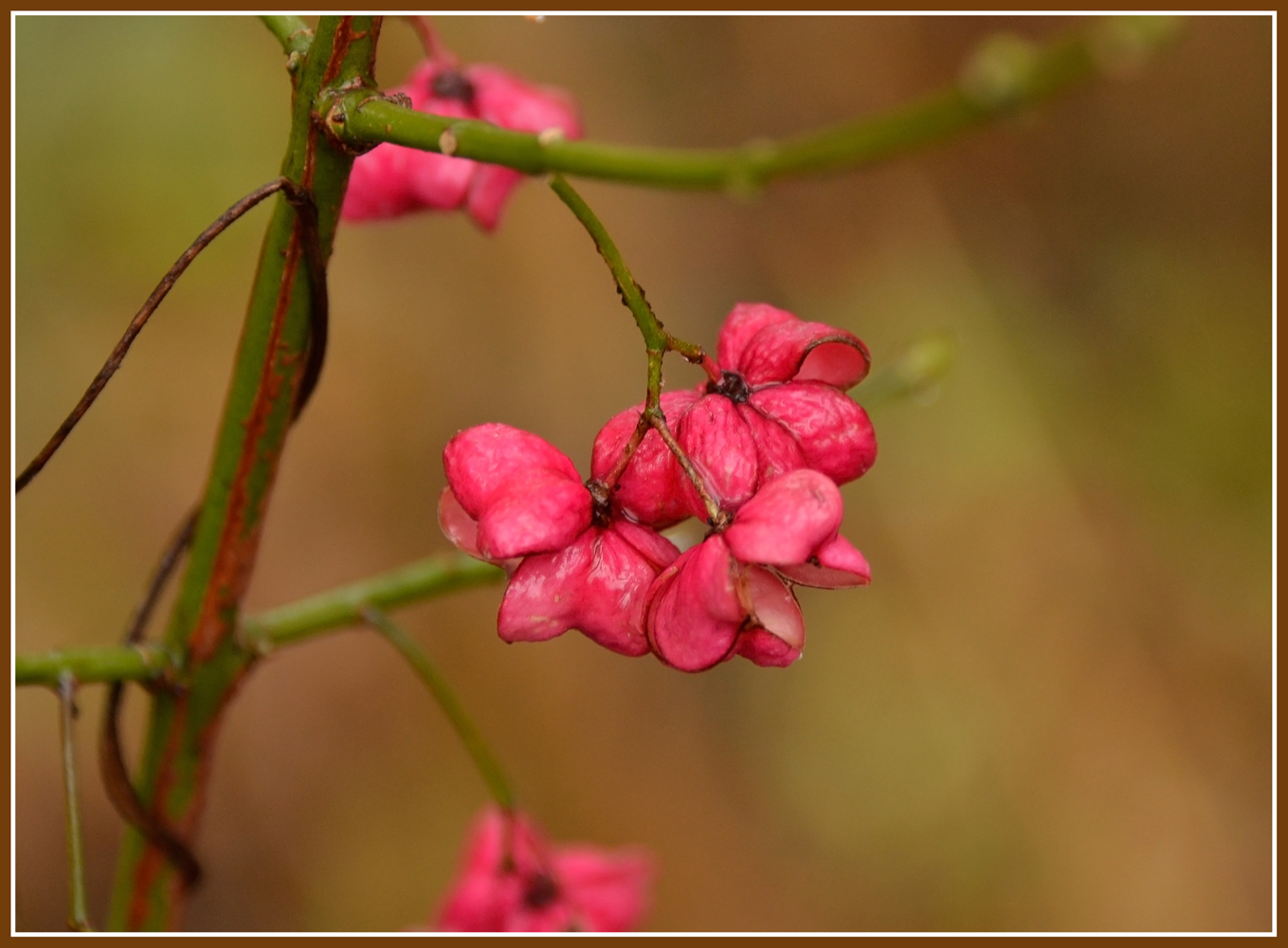 photo "***" tags: nature, 