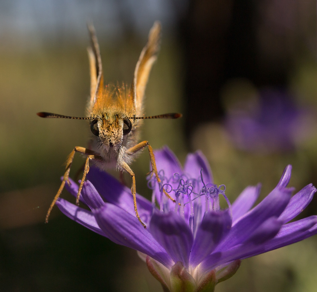 photo "***" tags: macro and close-up, butterfly