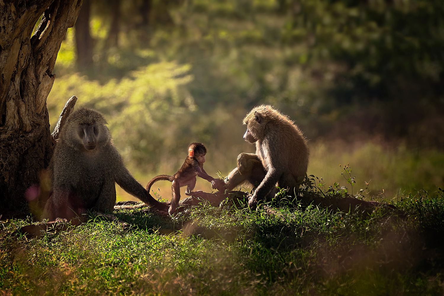 photo "***" tags: nature, travel, Africa, животные, обезьяны, семья