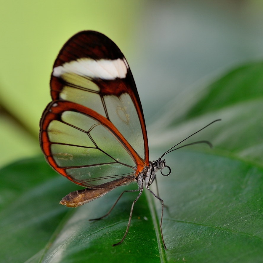 photo "***" tags: macro and close-up, 