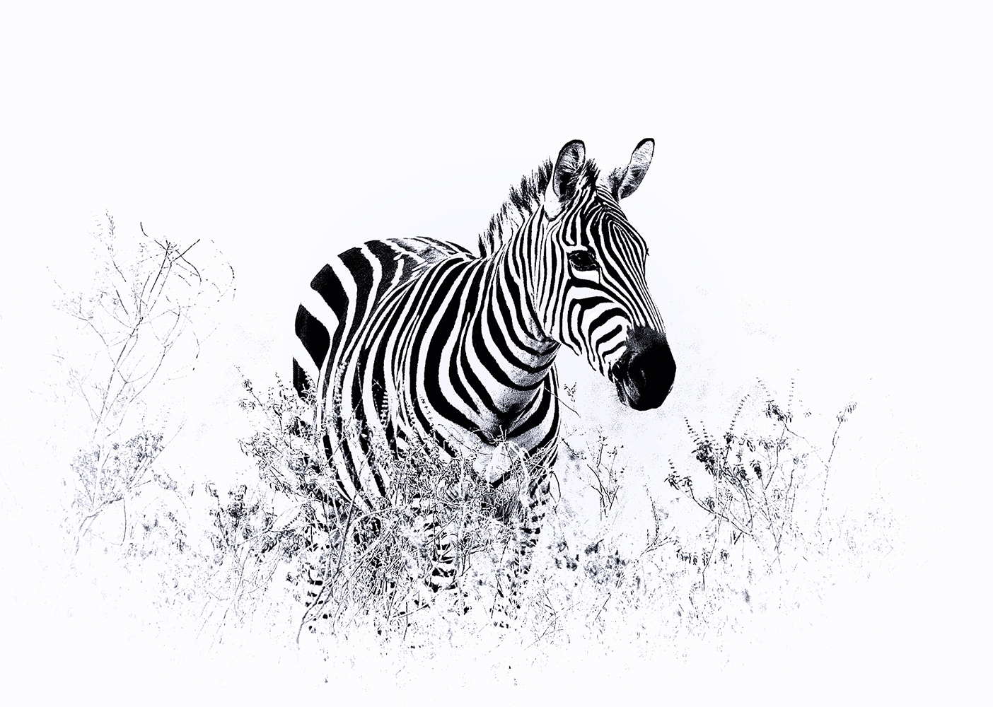 photo "***" tags: black&white, nature, животные