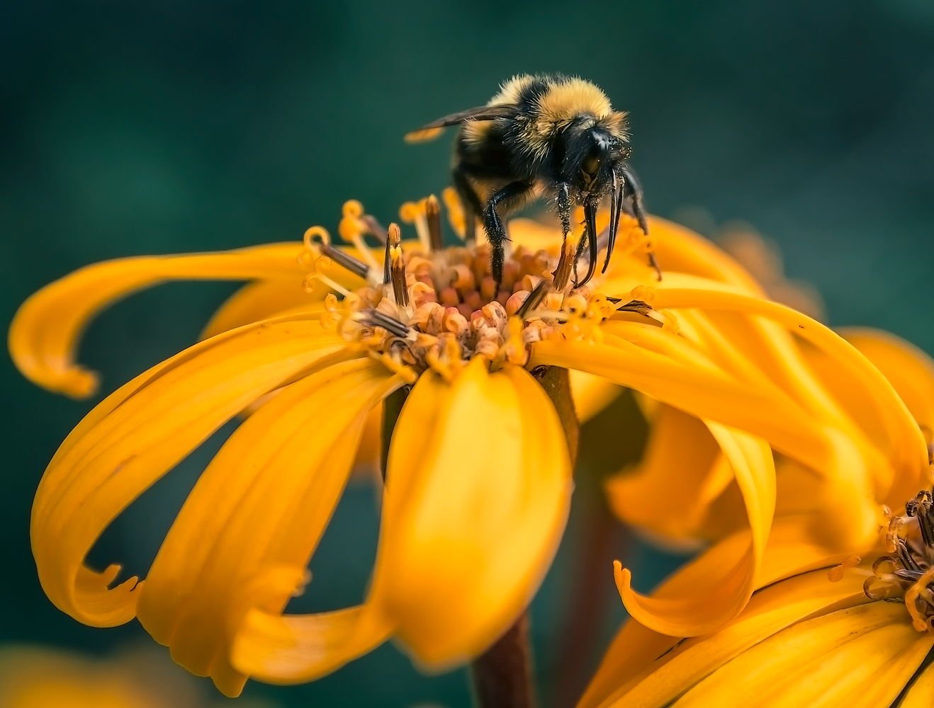 photo "***" tags: macro and close-up, 