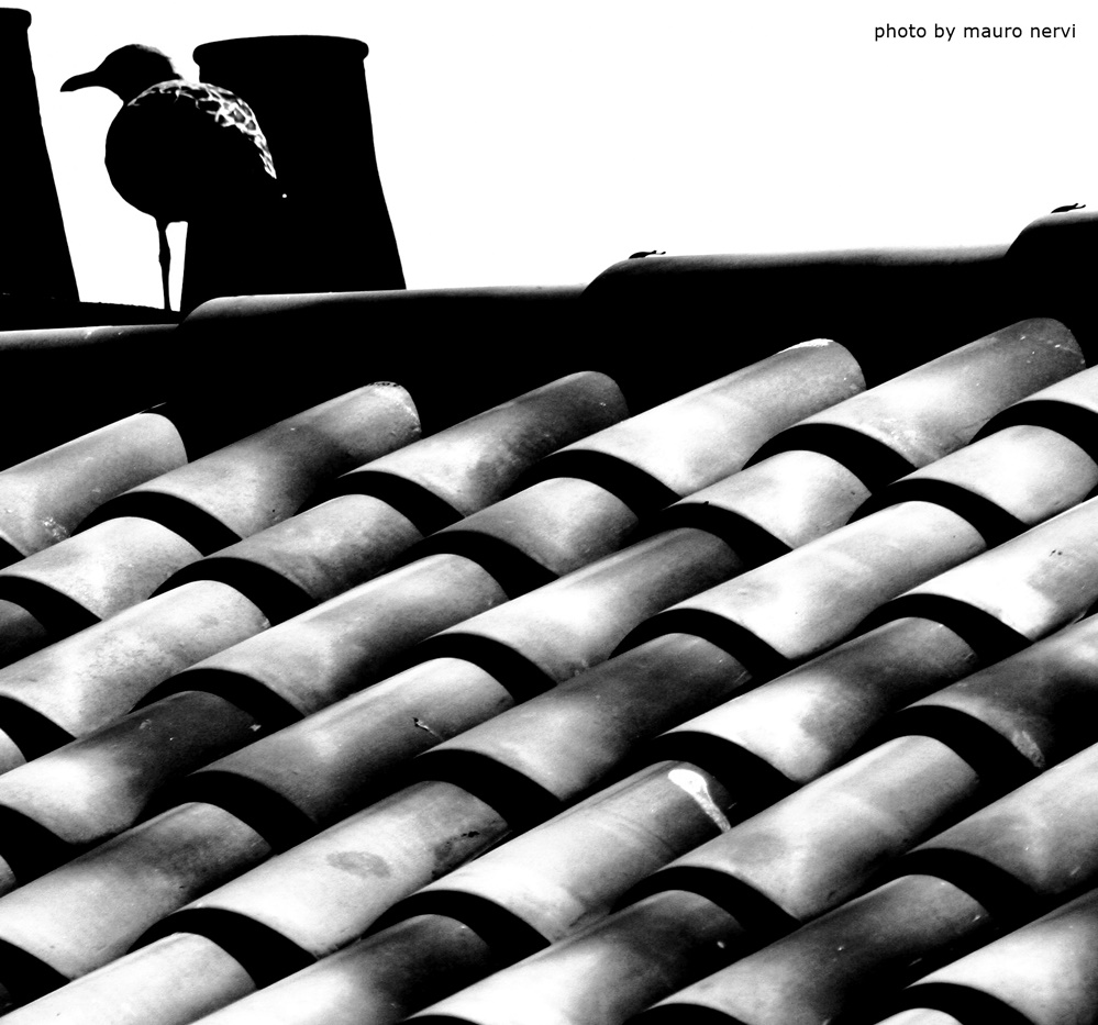 photo "walking on the roof" tags: black&white, 