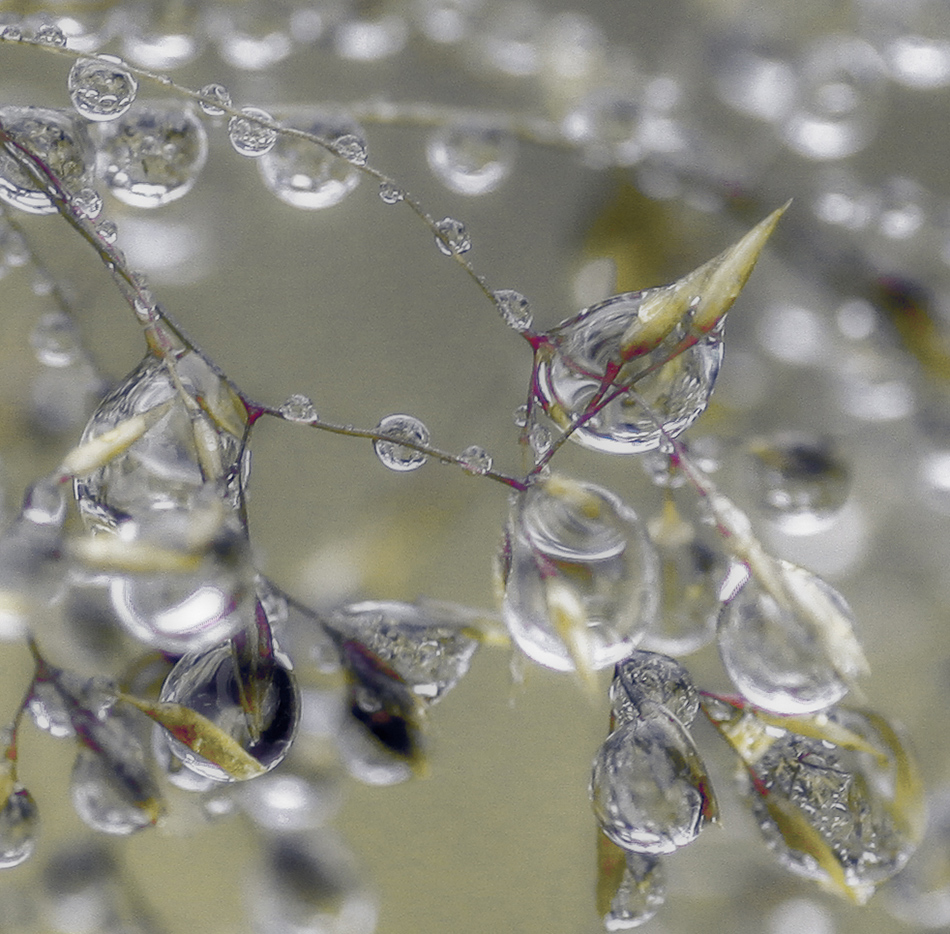 photo "Dew" tags: macro and close-up, 