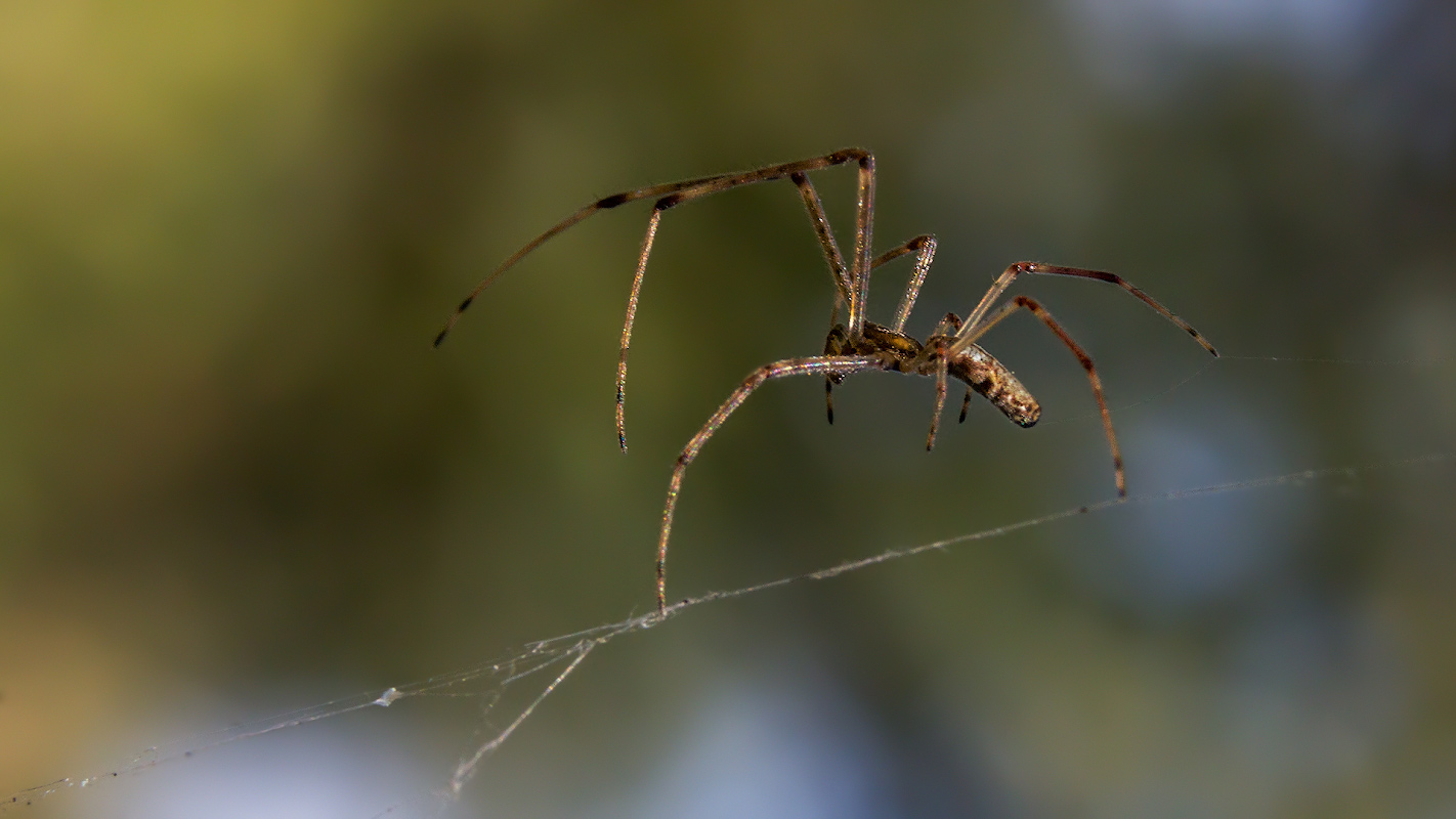 photo "***" tags: macro and close-up, 