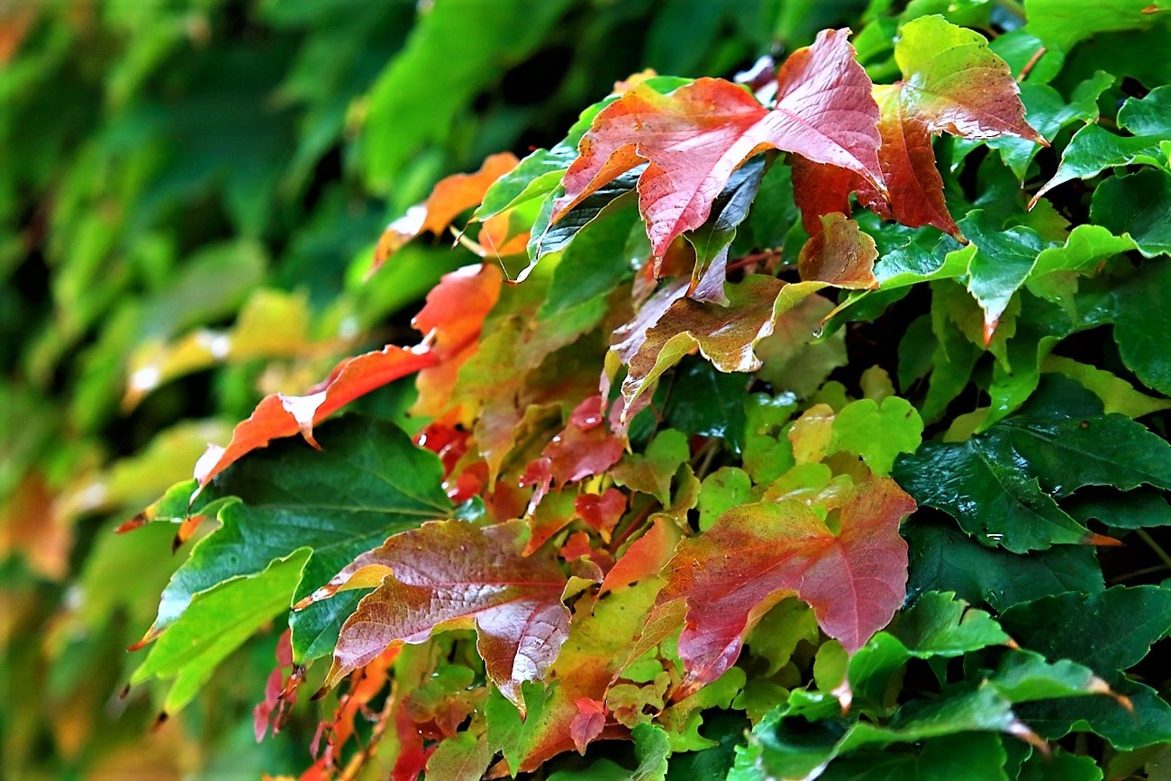 photo "***" tags: nature, macro and close-up, 