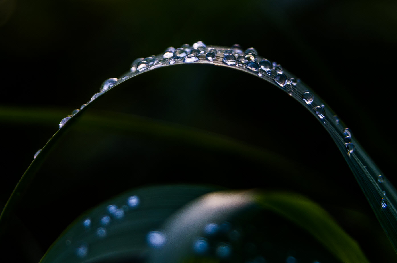 photo "***" tags: macro and close-up, nature, grass, роса