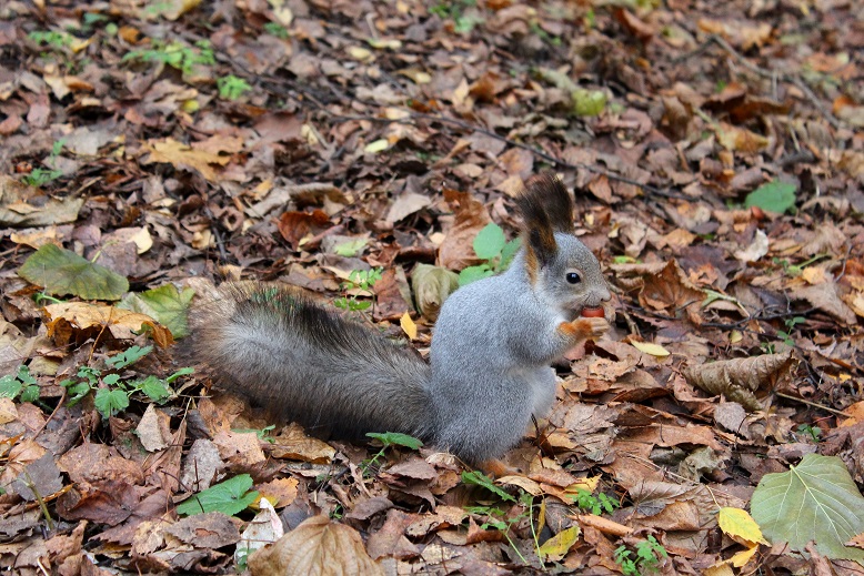 photo "***" tags: nature, misc., autumn, park, squirrel
