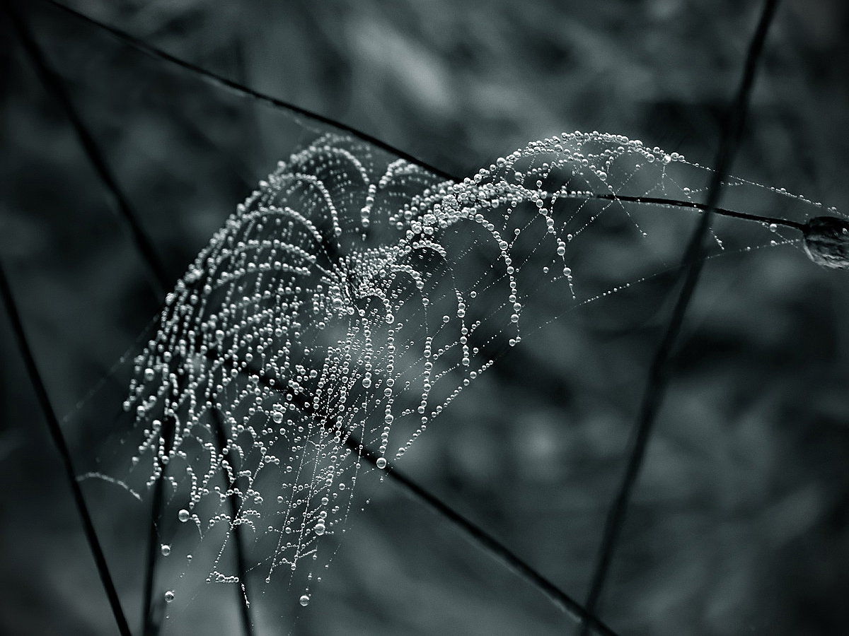 photo "***" tags: macro and close-up, nature, 