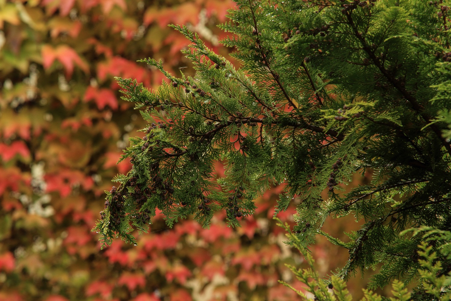 photo "***" tags: nature, macro and close-up, 