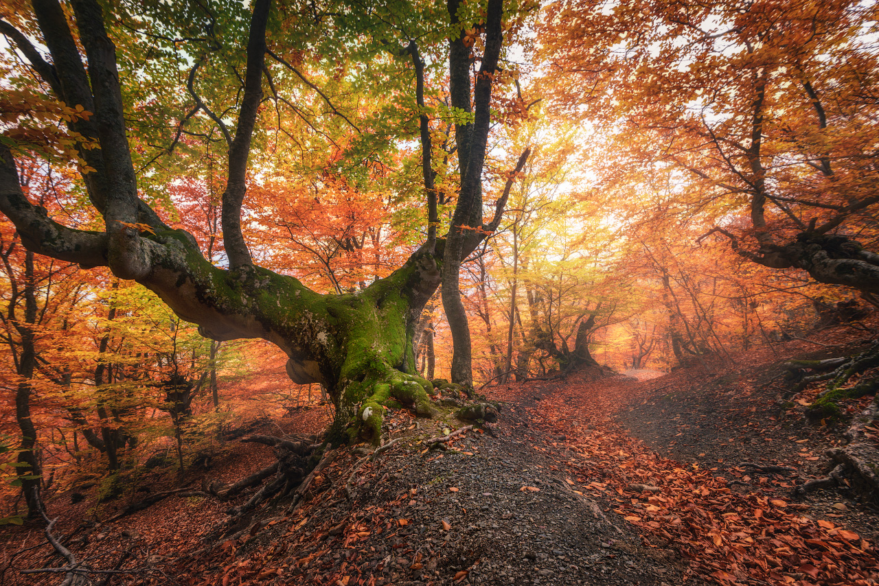 photo "***" tags: landscape, travel, nature, Crimea, Russia, autumn, forest, tree, демерджи, склоны