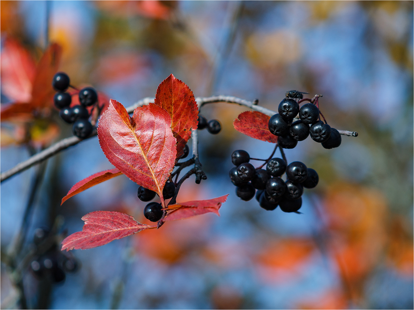 photo "***" tags: travel, nature, misc., autumn, village, листья, муха