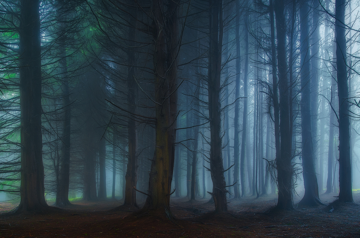 photo "Morning spectacle" tags: landscape, nature, Europe, Ireland, forest