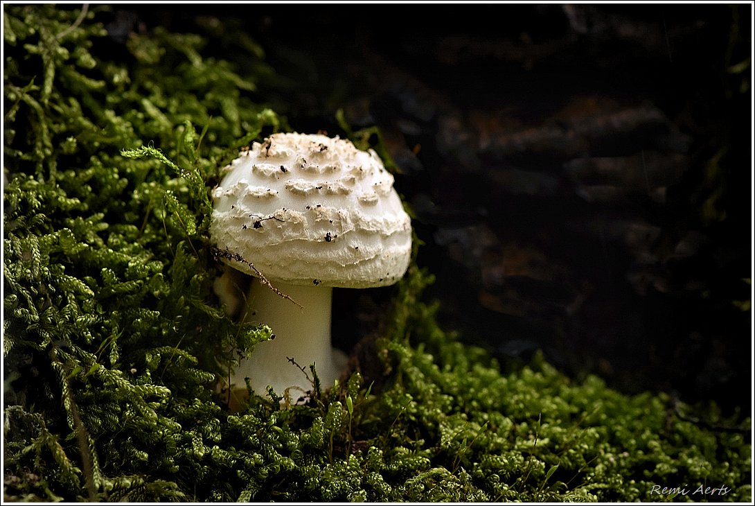 photo "***" tags: nature, macro and close-up, 