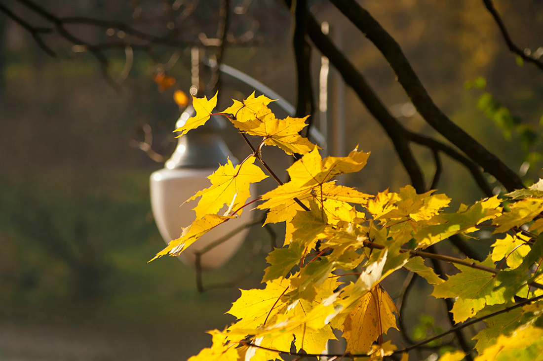 photo "***" tags: nature, autumn, lamp, листья