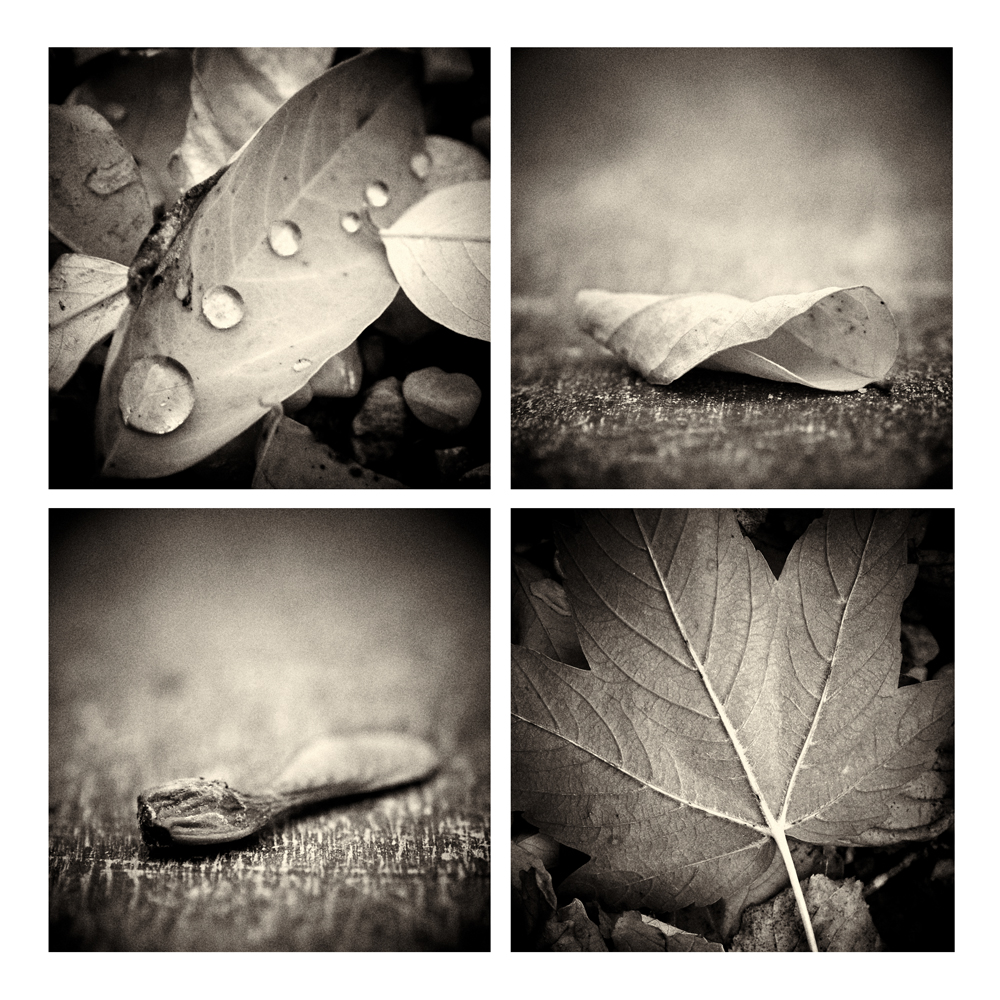 photo "Autumn in two colors" tags: macro and close-up, black&white, still life, 