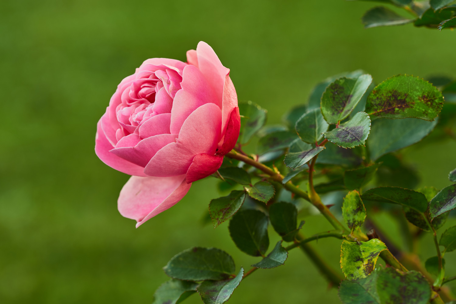 photo "November Rose" tags: nature, Europe, autumn, flowers