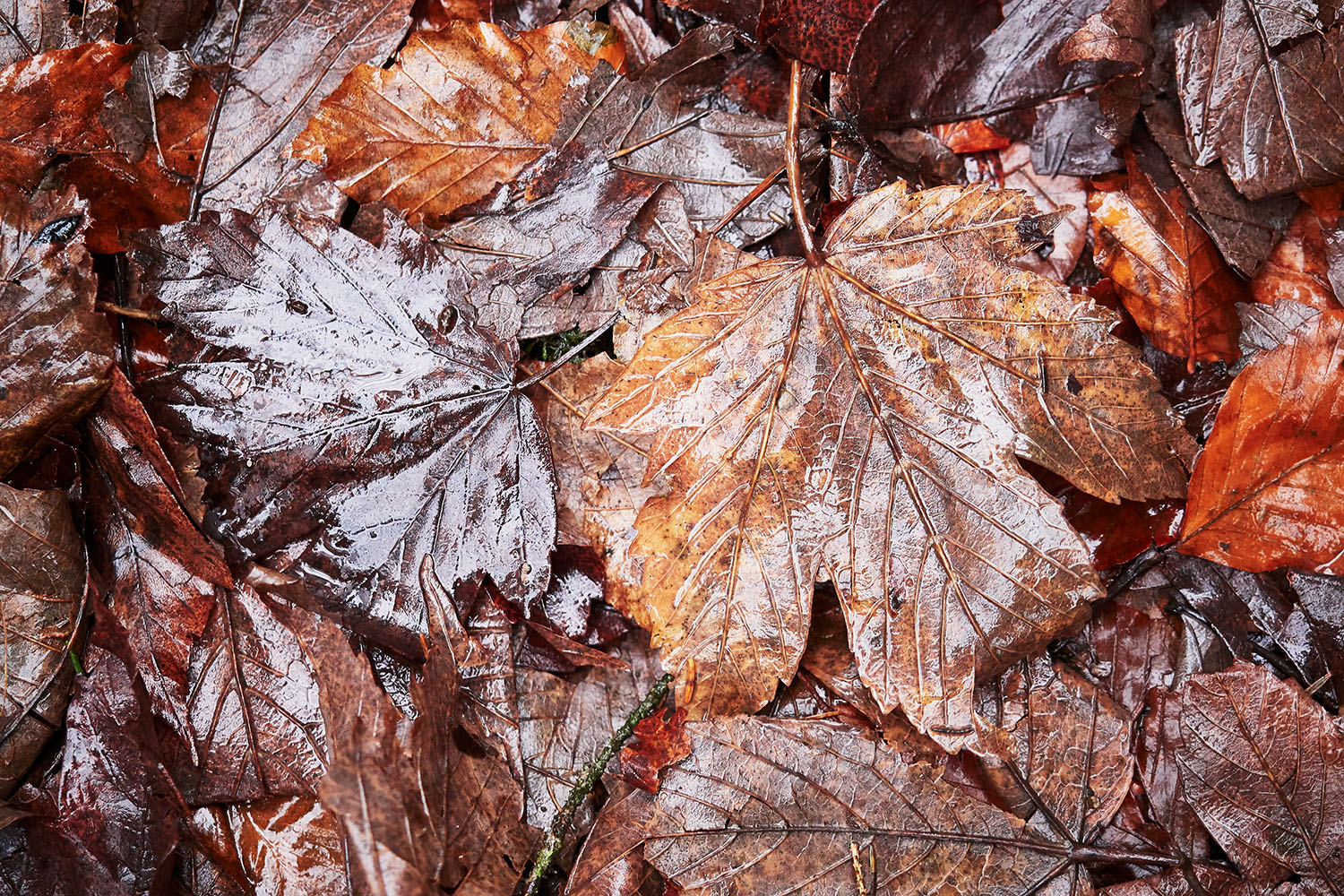 photo "autumn" tags: nature, Europe, autumn, forest
