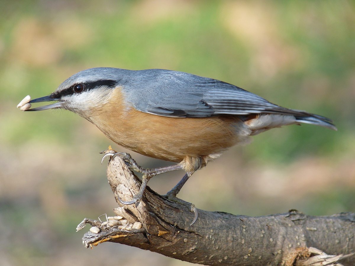 photo "***" tags: macro and close-up, wild animals